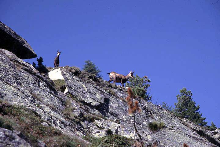 eu_ch_saastal_017.jpg - Gemsen am Gemssteig ber dem Saastal, Wallis