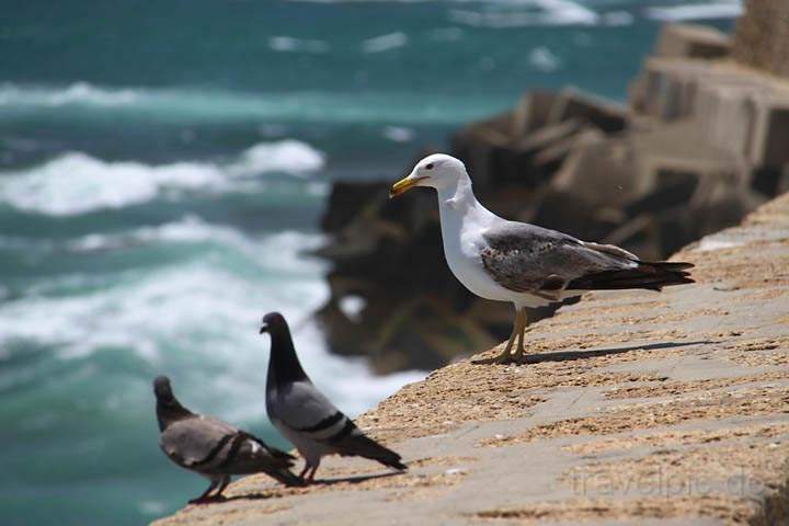 eu_es_cadiz_018.jpg - Mven und Tauben auf der Festungsmauer des Castillo zu Cdiz