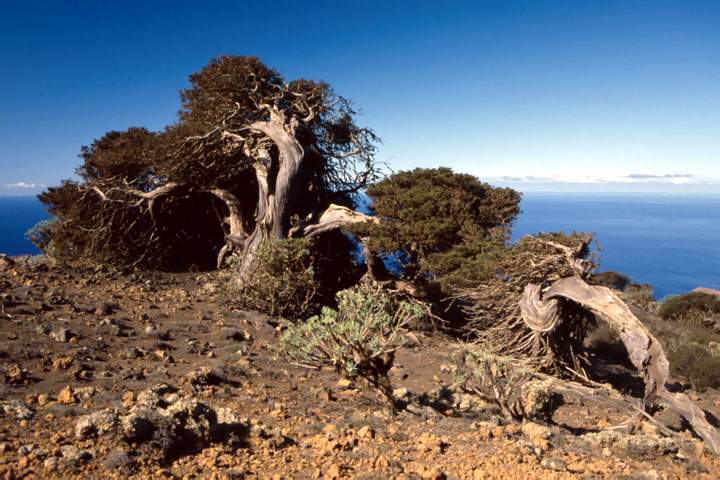 eu_es_el_hierro_019.JPG - Wacholderbume in Sabinar auf El Hierro