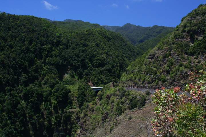 eu_es_la_palma_011.JPG - Der ppige grne Loorbeerwald im Nordosten von La Palma