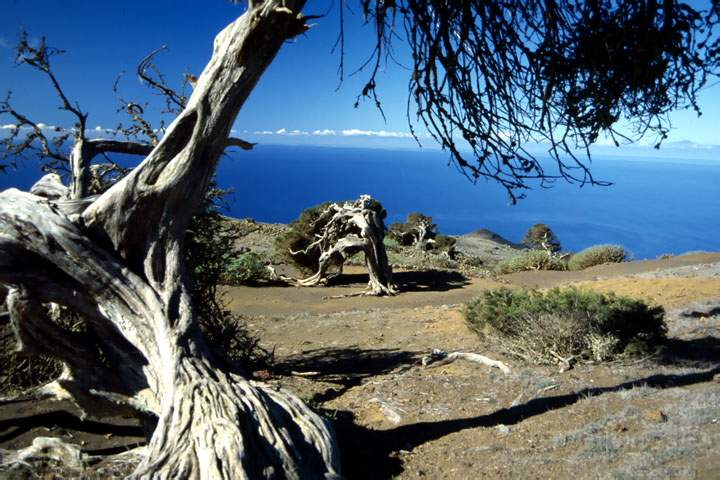 eu_es_el_hierro_018.JPG - Der Wacholderwald von El Sabinar auf El Hierro, Kanaren