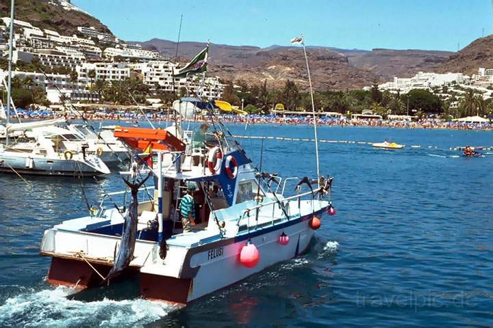 eu_es_gran_canaria_002.JPG - Das touristische Zentrum fr Sportfischer auf Gran Canaria ist Puerto Rico, Kanaren