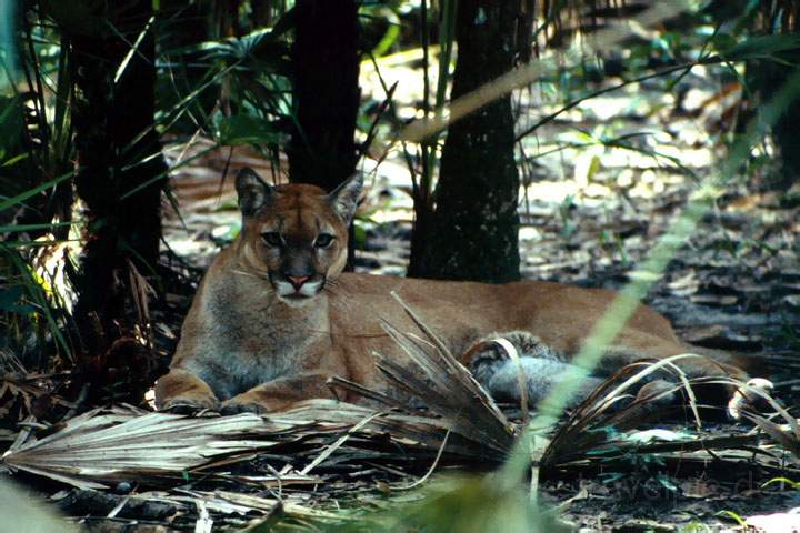 ma_belize_004.JPG - Ein Puma in natrlicher Umgebung im Zoo von Belize