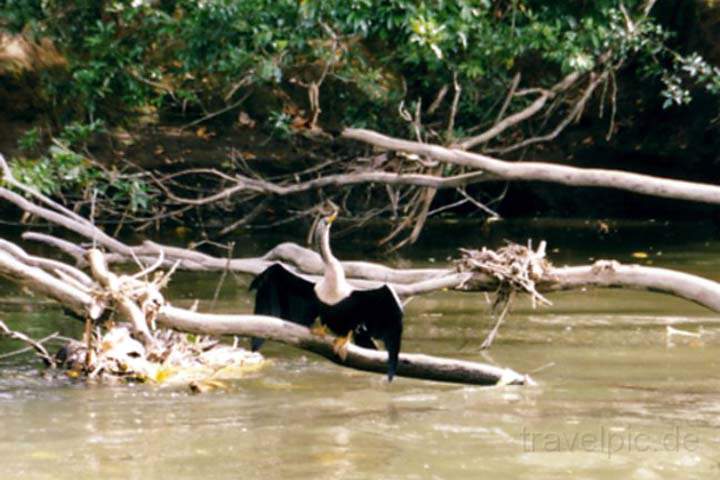 ma_costa_rica_003.JPG - Nationalpark von Tortuguero ist nur per Boot oder Flugzeug zu erreichen, Costa Rica