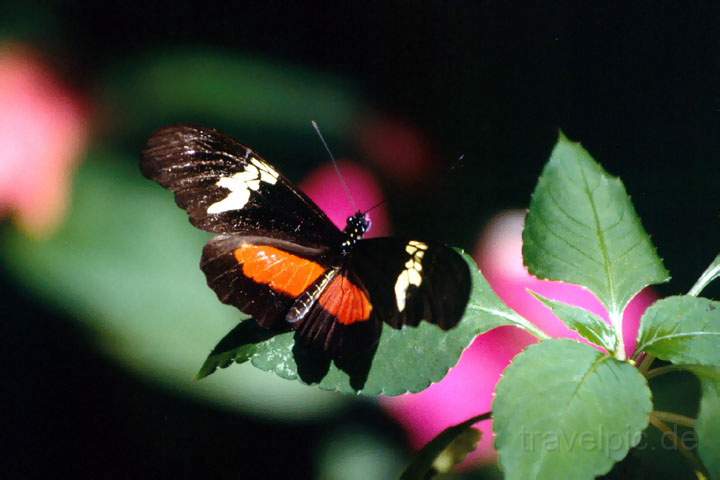 ma_guatemala_015.JPG - Ein Schmetterling am Atitlan-See in Guatemala