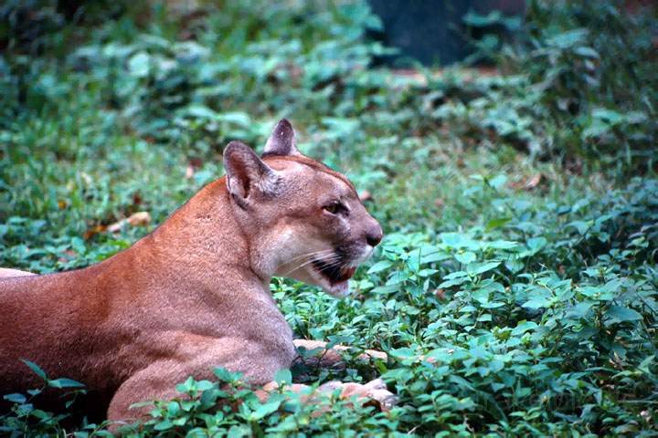 ma_mexiko_012.JPG - Ein Puma im Parque La Venta in Villahermosa, Mexiko