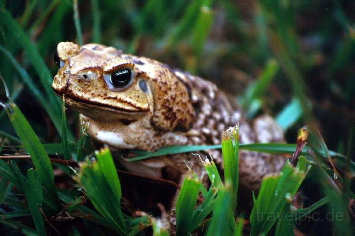 ma_mexiko_013.JPG - Ein riesiger Frosch in den Maya Tempelanlagen von Comalcalco bei Villahermosa in Mexiko