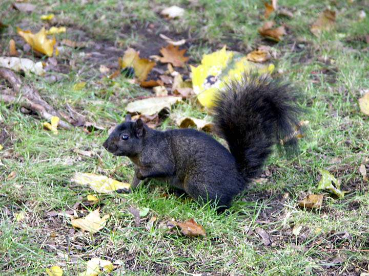 na_ca_toronto_019.JPG - Eichhrnchen in einem der Parks in Toronto