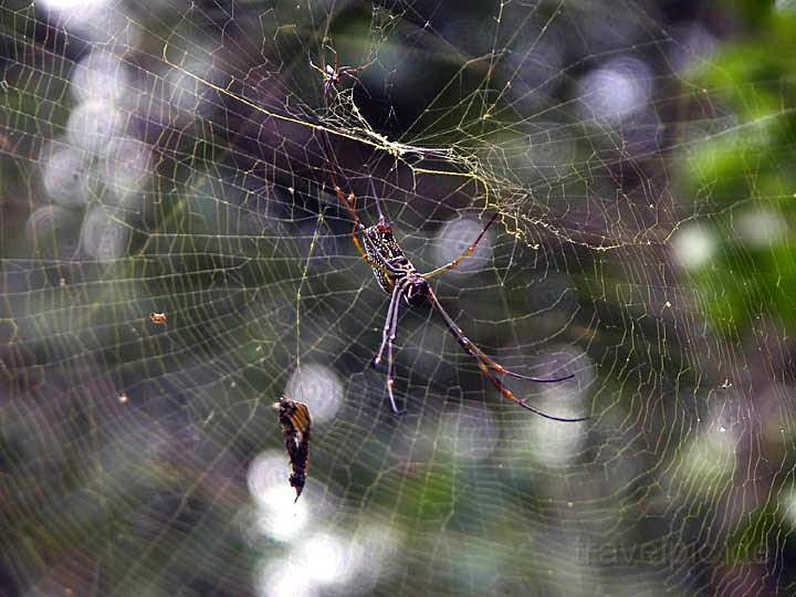 sa_ar_iguacu_009.JPG - Eine Spinne spinnt ihr Netz entlang der Brckenstege