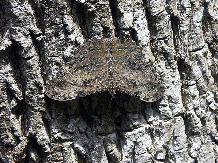 sa_ar_iguacu_010.JPG - Ein gut getarnter Falter hat sich auf einem Baum niedergelassen