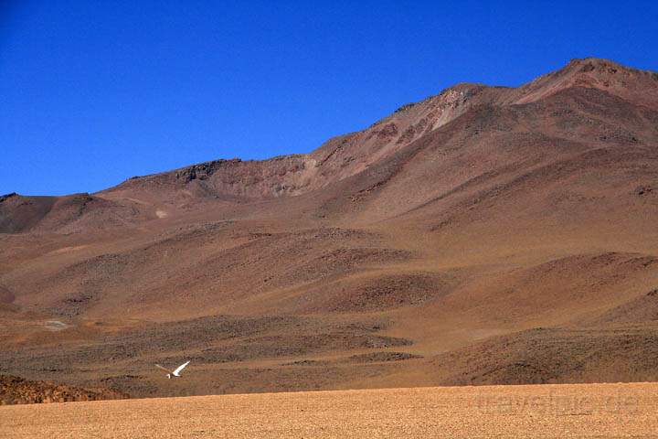 sa_bo_arbol_de_piedra_001.jpg - Ein Flamenco Andio vor der Kulisse des bolivianischen Altiplano