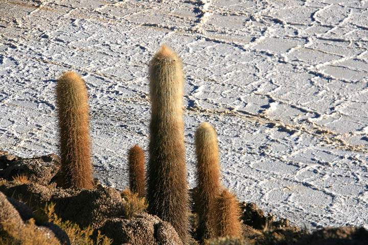 sa_bo_salar_de_uyuni_004.jpg - Ein Highlicht in der Salar de Uyuni ist sicherlich die Isla de Pescadores