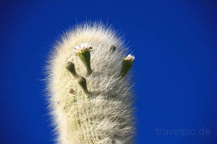 sa_bo_salar_de_uyuni_005.jpg - Ein blhender Kaktus auf der Isla de Pescadores inmitten der Salar de Uyuni