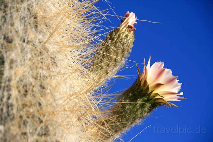 sa_bo_salar_de_uyuni_007.jpg - Blten der riesigen Kateen auf der Isla de Pescadores