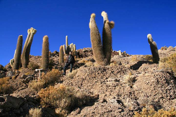 sa_bo_salar_de_uyuni_008.jpg - Menschen erscheinen winzig neben den riesigen Kakteen der Insel