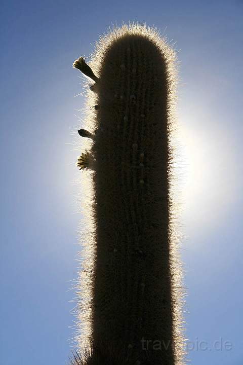 sa_bo_salar_de_uyuni_010.jpg - Kakteen sind auf der Isla de Pescadores allgegenwrtig