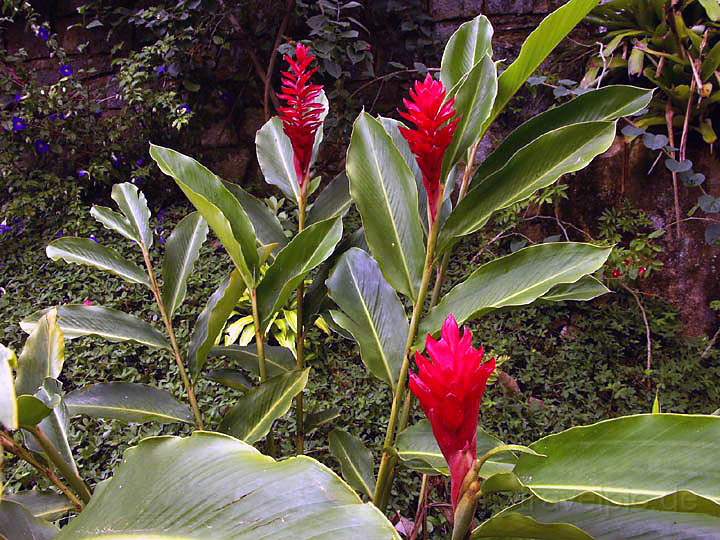 sa_br_angra_016.JPG - Bunte blhende Vegetation auf der Ilha Grande