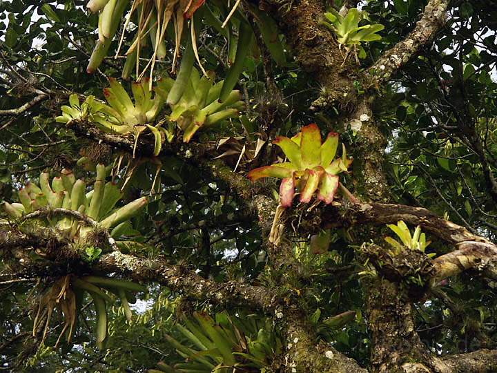 sa_br_angra_023.JPG - ppige Regenwandflora auf den Trekking Pfaden der Ilha Grande