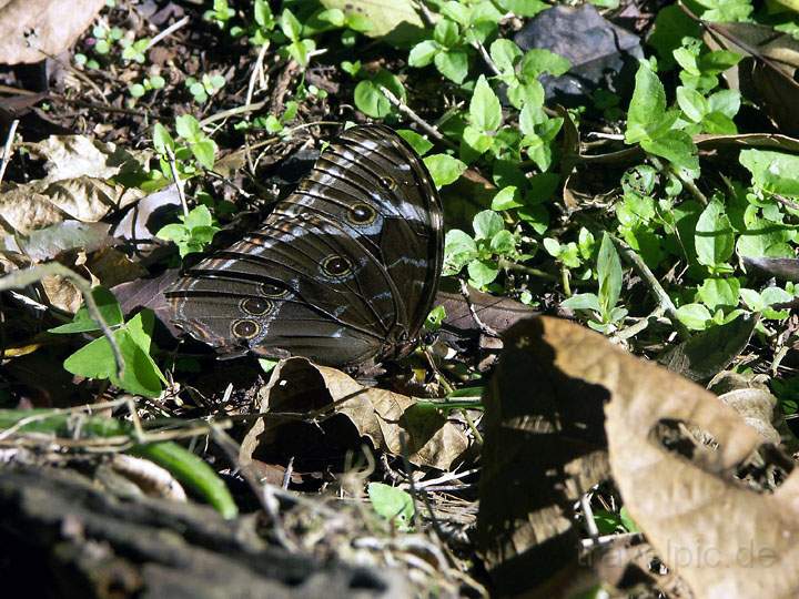 sa_br_iguacu_012.jpg - Ein riesiger Schmetterling versteckt seine herrlich blaue Farbe