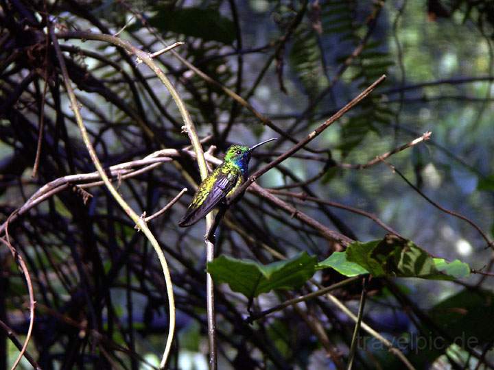 sa_br_iguacu_019.jpg - Ein Kolibri im Schmetterlingshaus des Birdparks