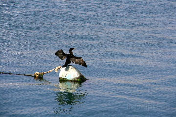 sa_cl_arica_008.jpg - Ein Kormoran an der Kste von Arica