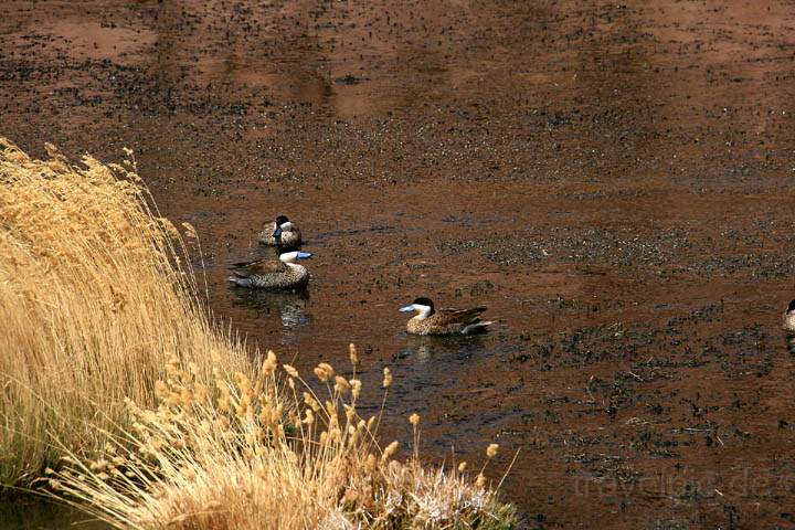 sa_cl_el_tatio_021.jpg - Blauschnablige Enten auf der Talfahrt vom El Tatio Geysirfeld