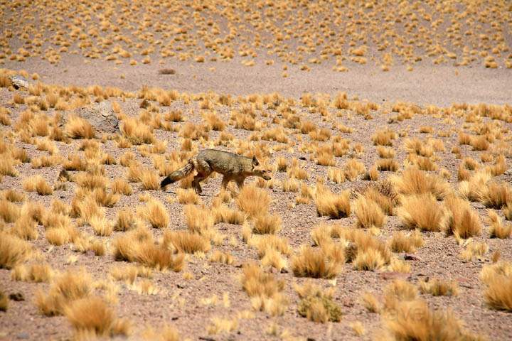 sa_cl_laguna_miscanti_008.jpg - Ein Wstenfuchs in der Steppe um die Laguna Miscanti