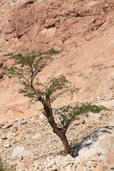 sa_cl_tocanao_002.jpg - Ein einzelner Baum in der Jere-Schlucht