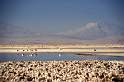 sa_cl_salar_atacama_004