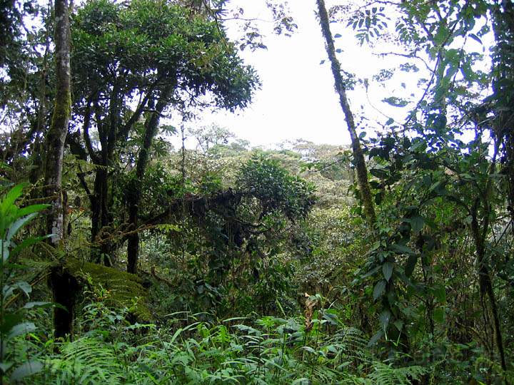 sa_ecuador_013.jpg - Gefhrte Touren durch das als kotourismus anerkannte Naturreservat