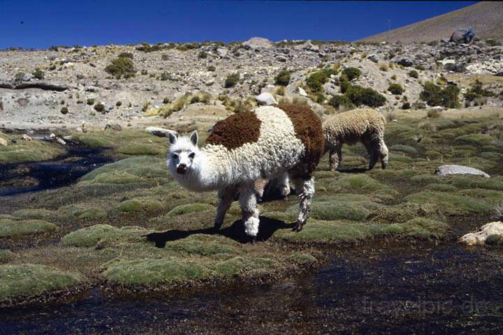 sa_pe_colca_canyon_002.jpg