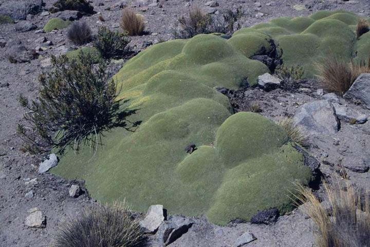 sa_pe_colca_canyon_004.jpg