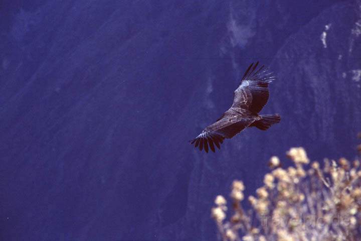 sa_pe_colca_canyon_008.jpg