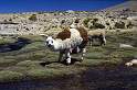 sa_pe_colca_canyon_002