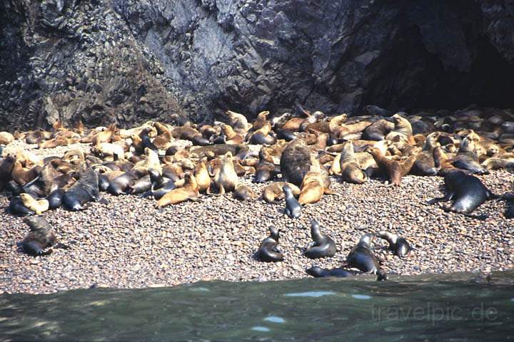 sa_pe_pisco_islas_ballestas_009.jpg - Eine Bank von Seelwen an der Inselgruppe Islas Ballestas