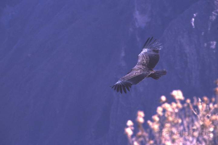 sa_peru_007.JPG - Ein Kondor beim Mirador del Condor im Colca Canyon, Peru