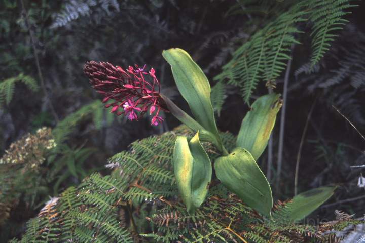 sa_peru_016.JPG - Flora am Wegesrand des Inka Trail nach Machu Picchu, Peru