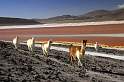 sa_bo_laguna_colorada_004