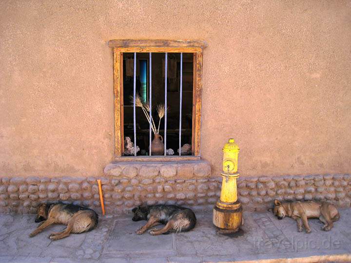 sa_cl_san_pedro_016.jpg - Hunde im Schatten der Wstensonne in San Pedro de Atacama