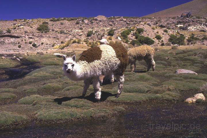 sa_peru_006.JPG - Alpakas auf der Hochebene beim Colca Canyon in Peru